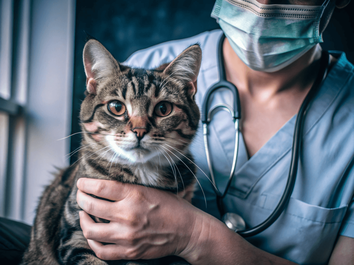 A cat being cared for by a Whisker Wellness professional